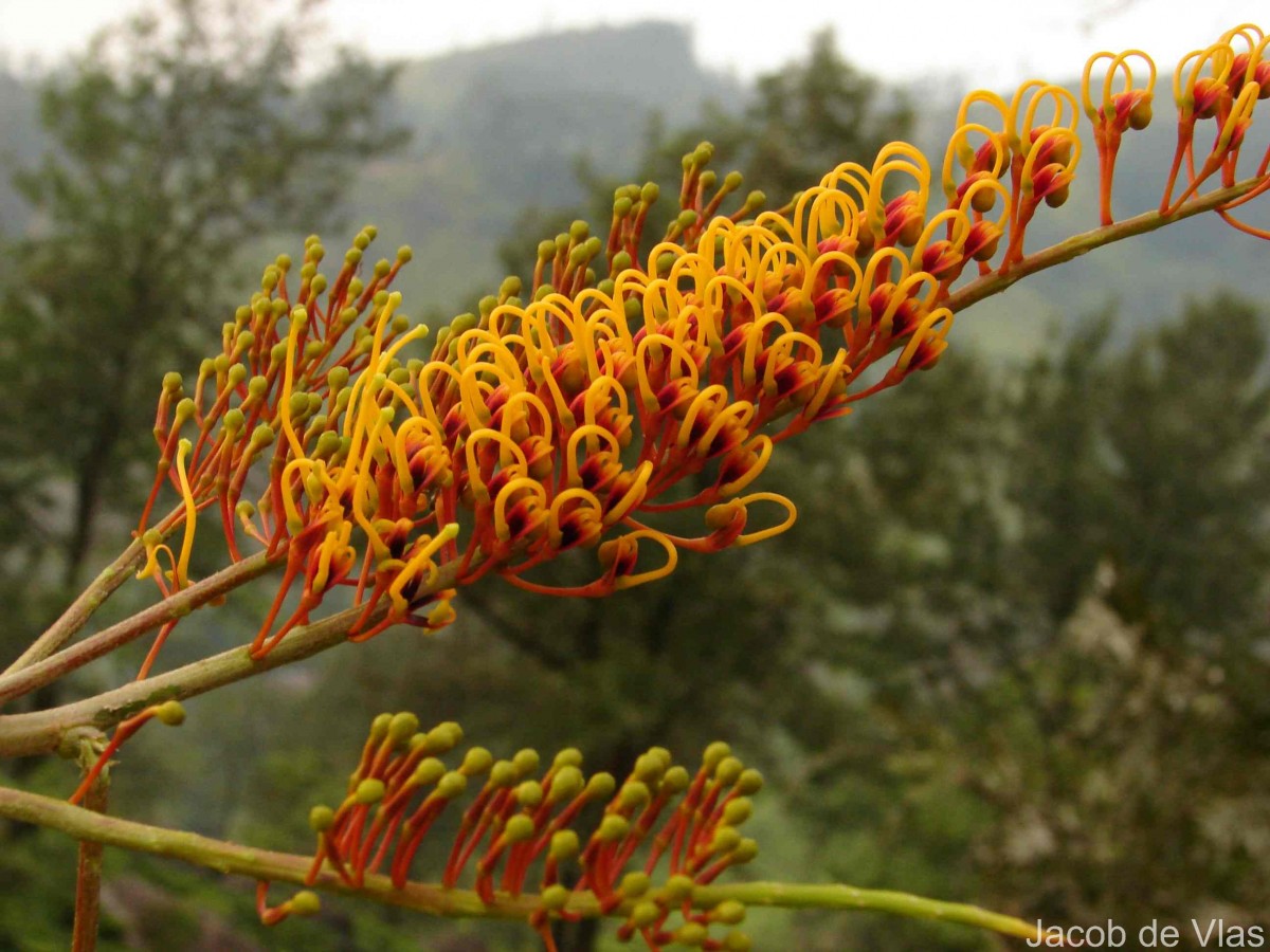 Grevillea robusta A.Cunn. ex R.Br.